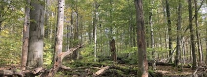Foto: Jeňýk Hofmeister / Fakulta lesnická a dřevařská České zemědělské univerzity